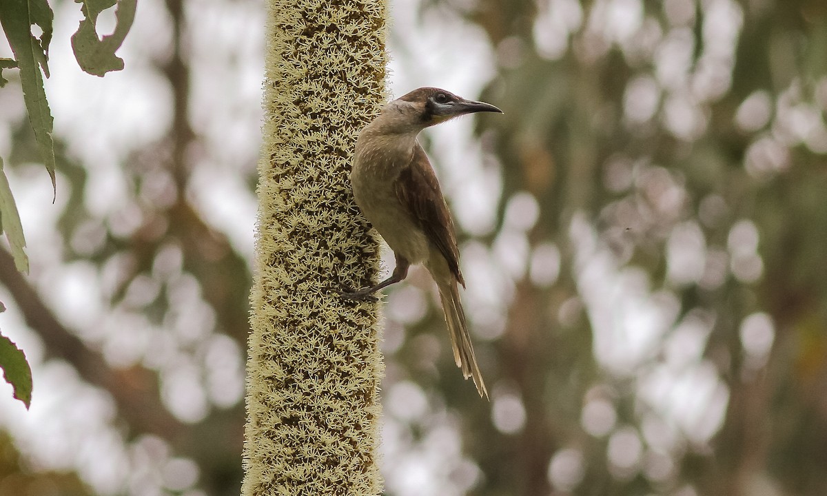 Little Friarbird - ML614825368