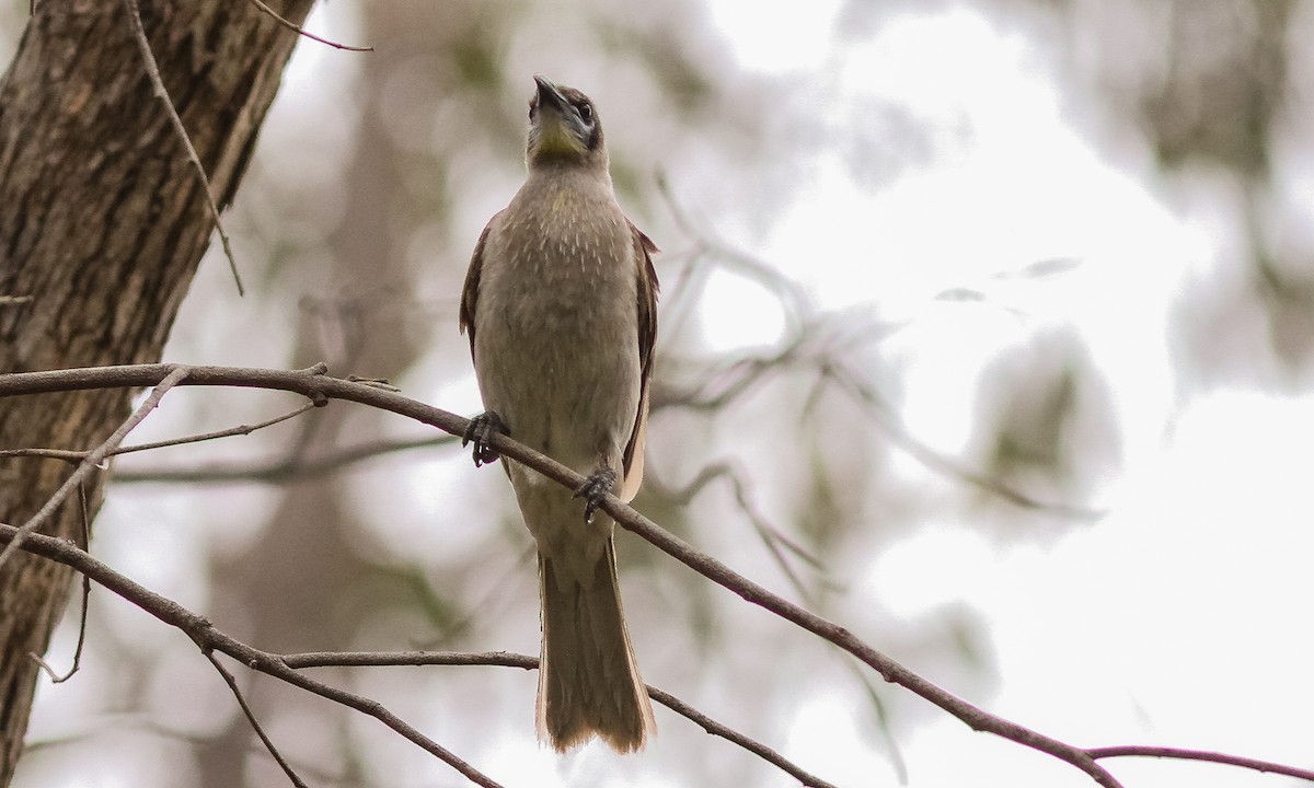 Little Friarbird - ML614825369