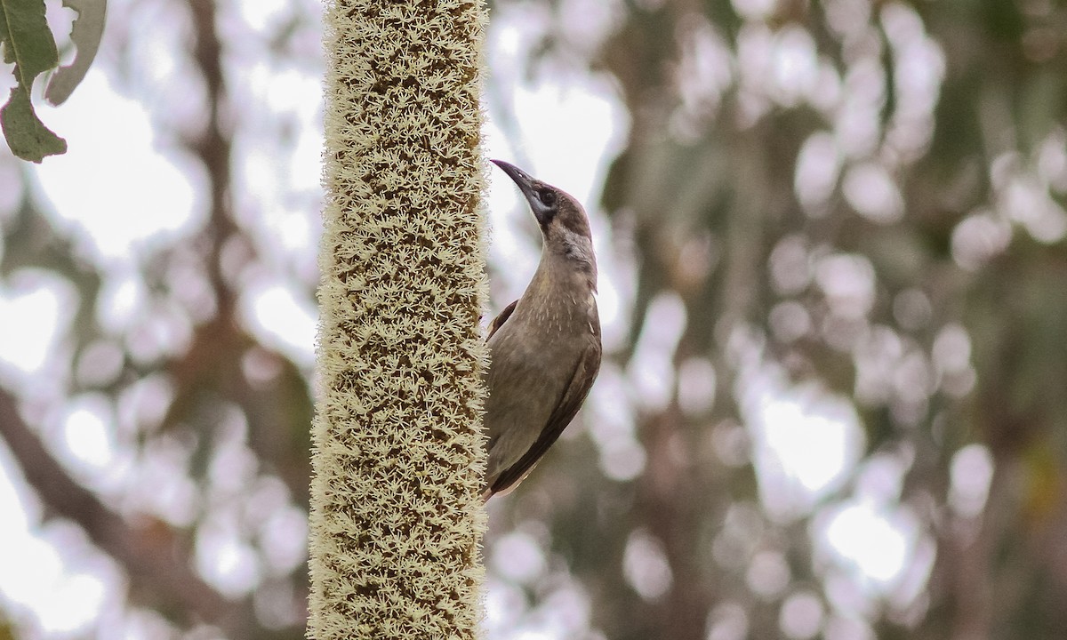 Little Friarbird - ML614825370