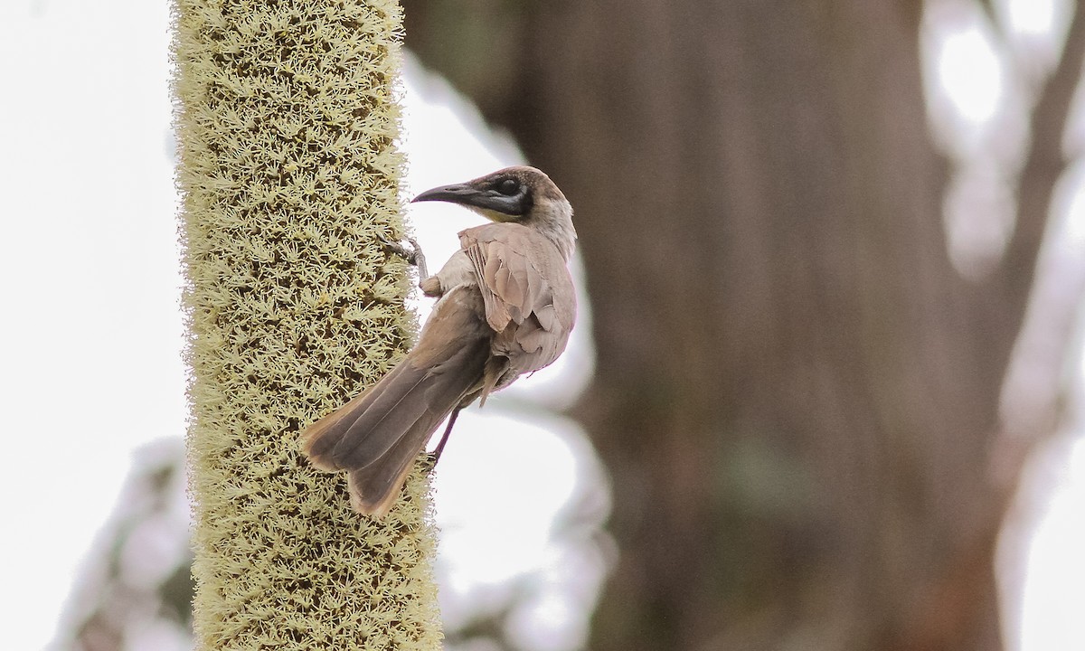 Little Friarbird - ML614825372