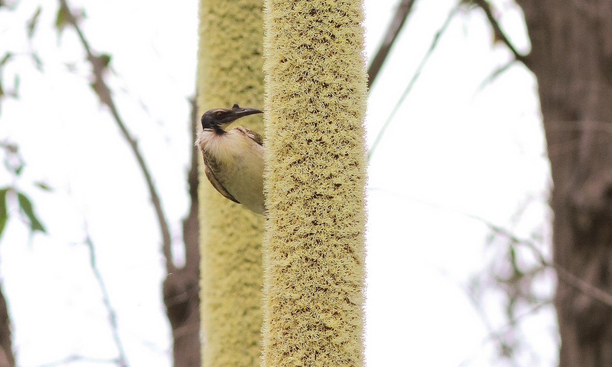 Noisy Friarbird - ML614825393