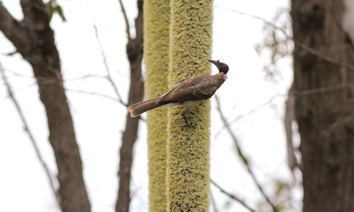 Noisy Friarbird - ML614825394