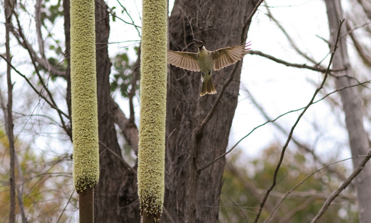 Noisy Friarbird - ML614825396