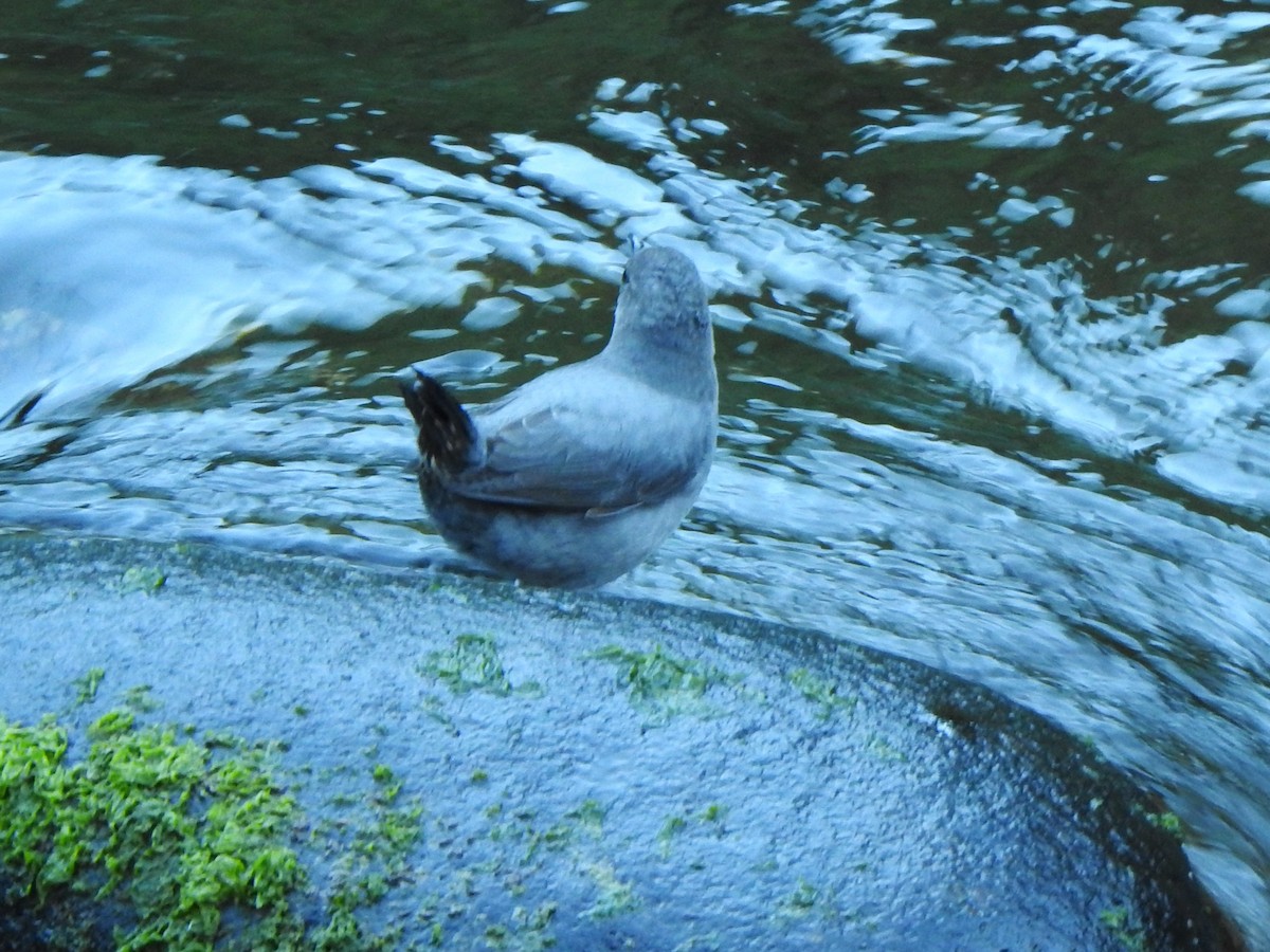 American Dipper - ML614825465