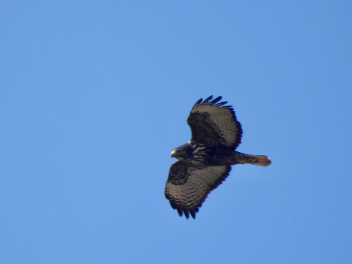 Red-tailed Hawk (Harlan's) - ML614825502