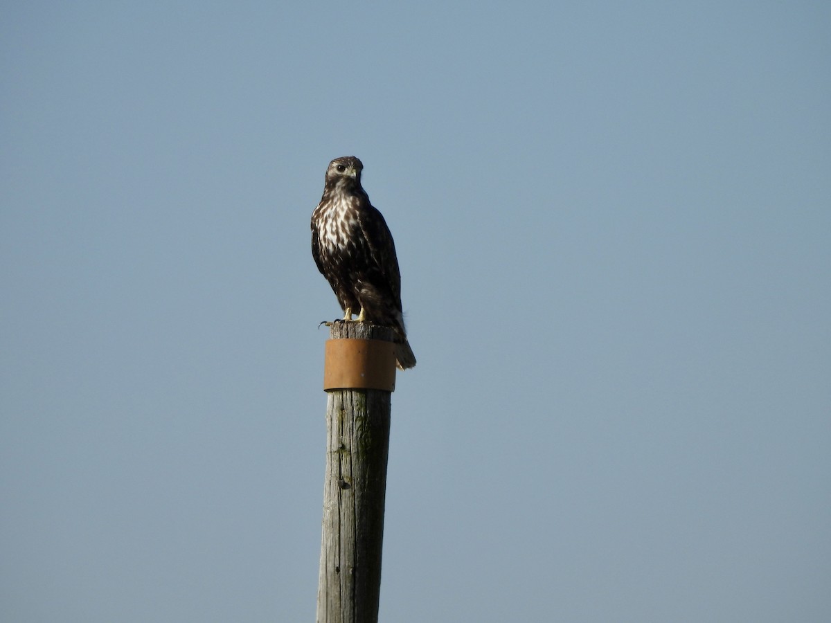 Red-tailed Hawk (Harlan's) - ML614825503