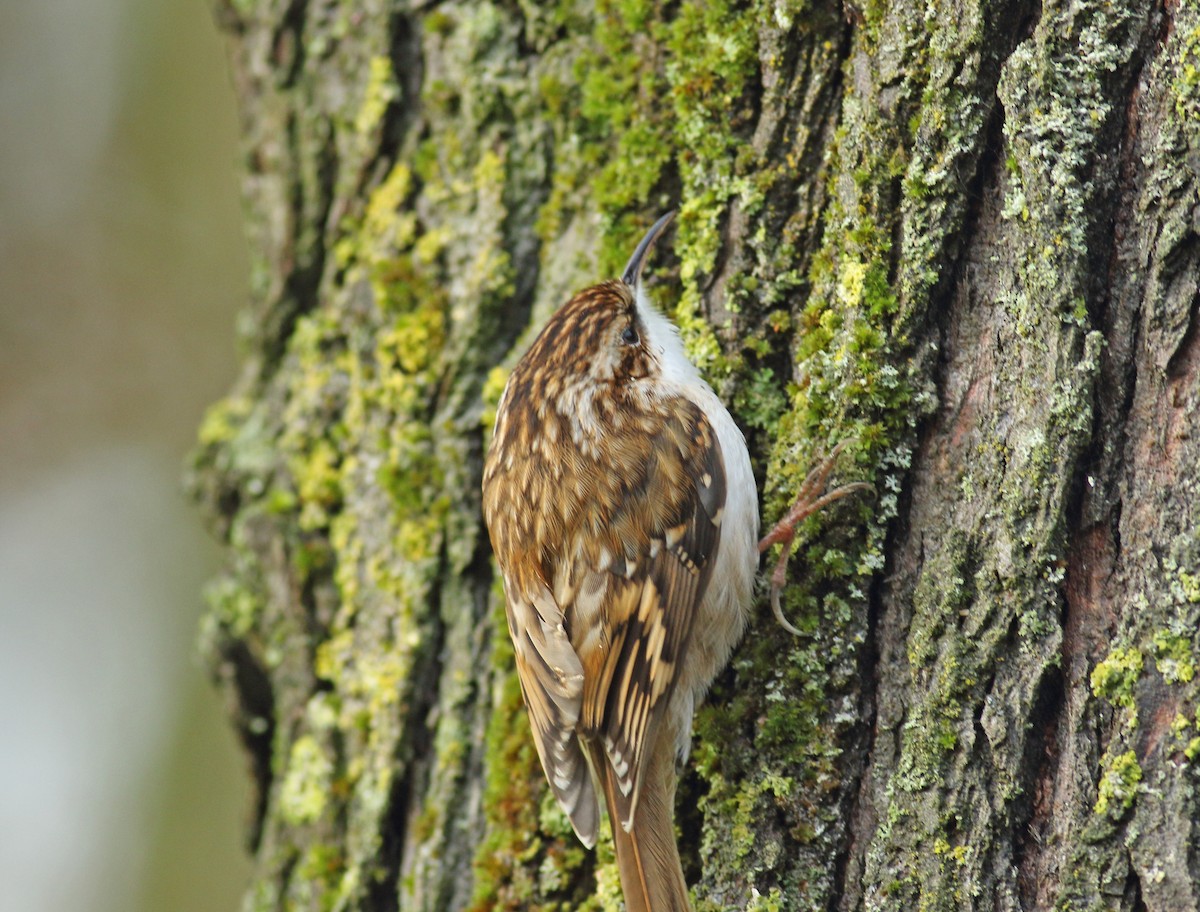 Eurasian Treecreeper - ML614825506