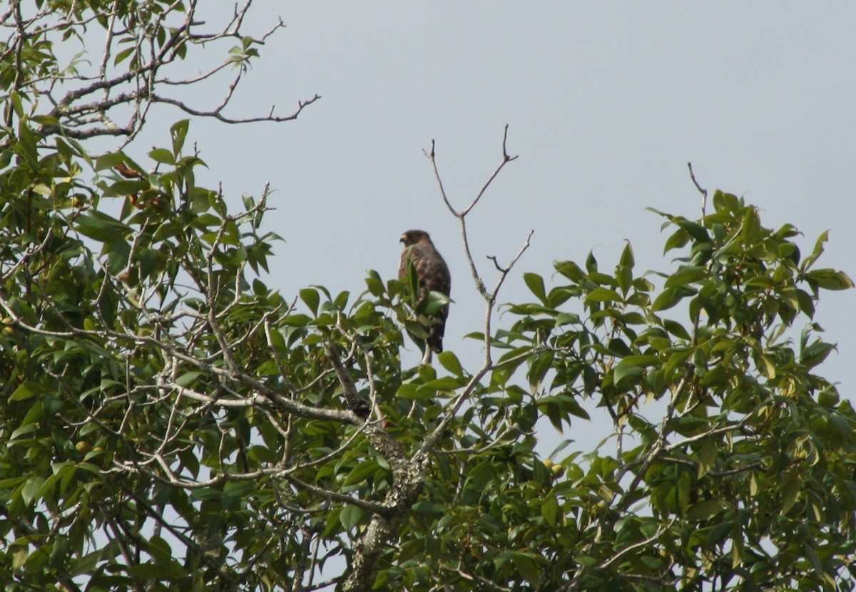 Broad-winged Hawk - ML61482551