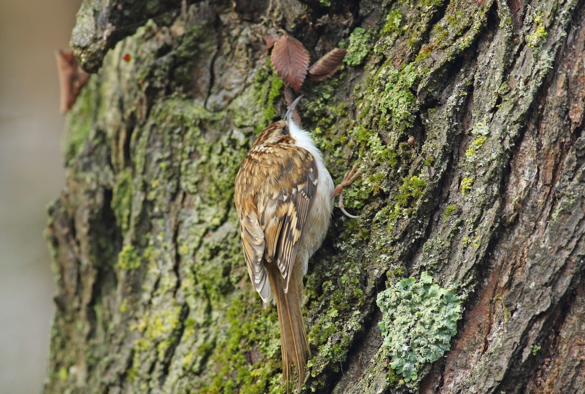 Eurasian Treecreeper - Andrew Steele