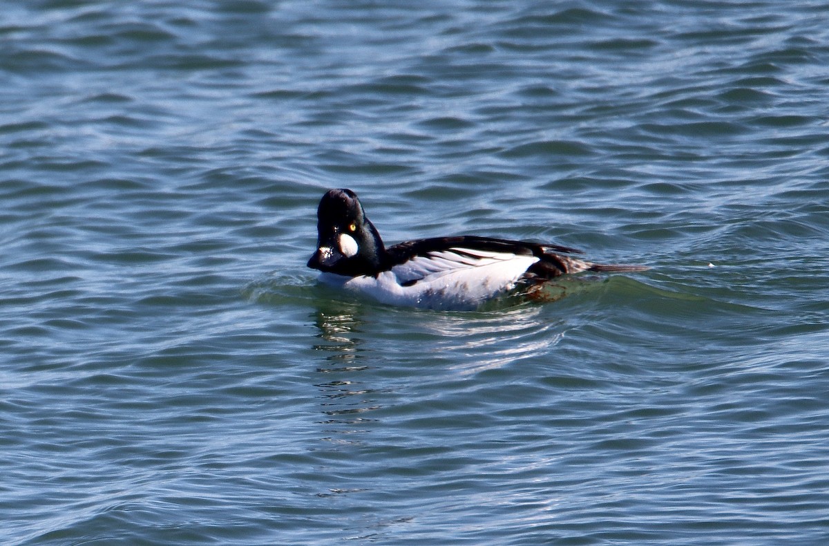 Common Goldeneye - ML614825568