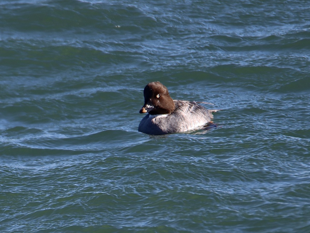 Common Goldeneye - ML614825569