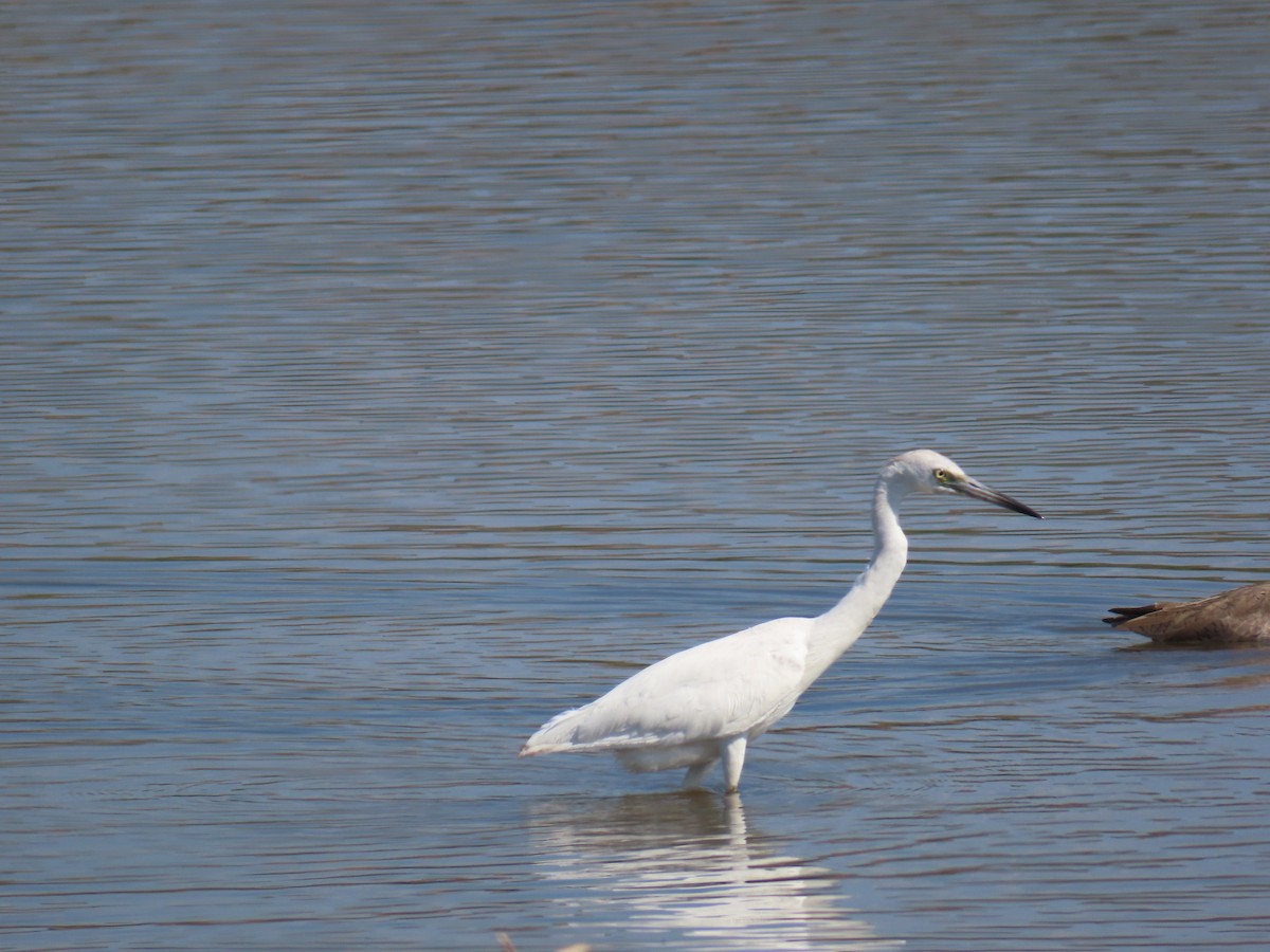 Little Blue Heron - ML614825625