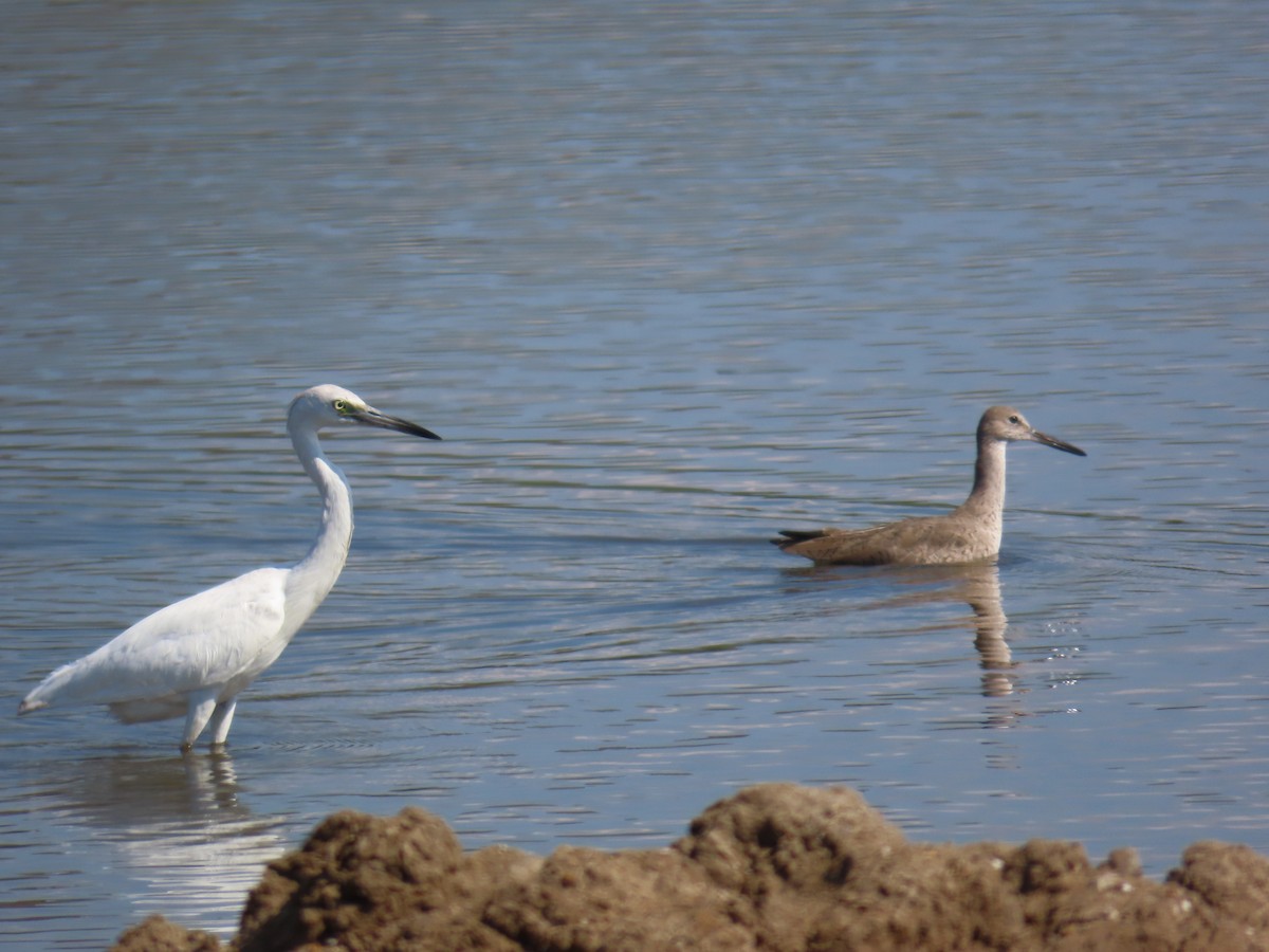 Little Blue Heron - ML614825626