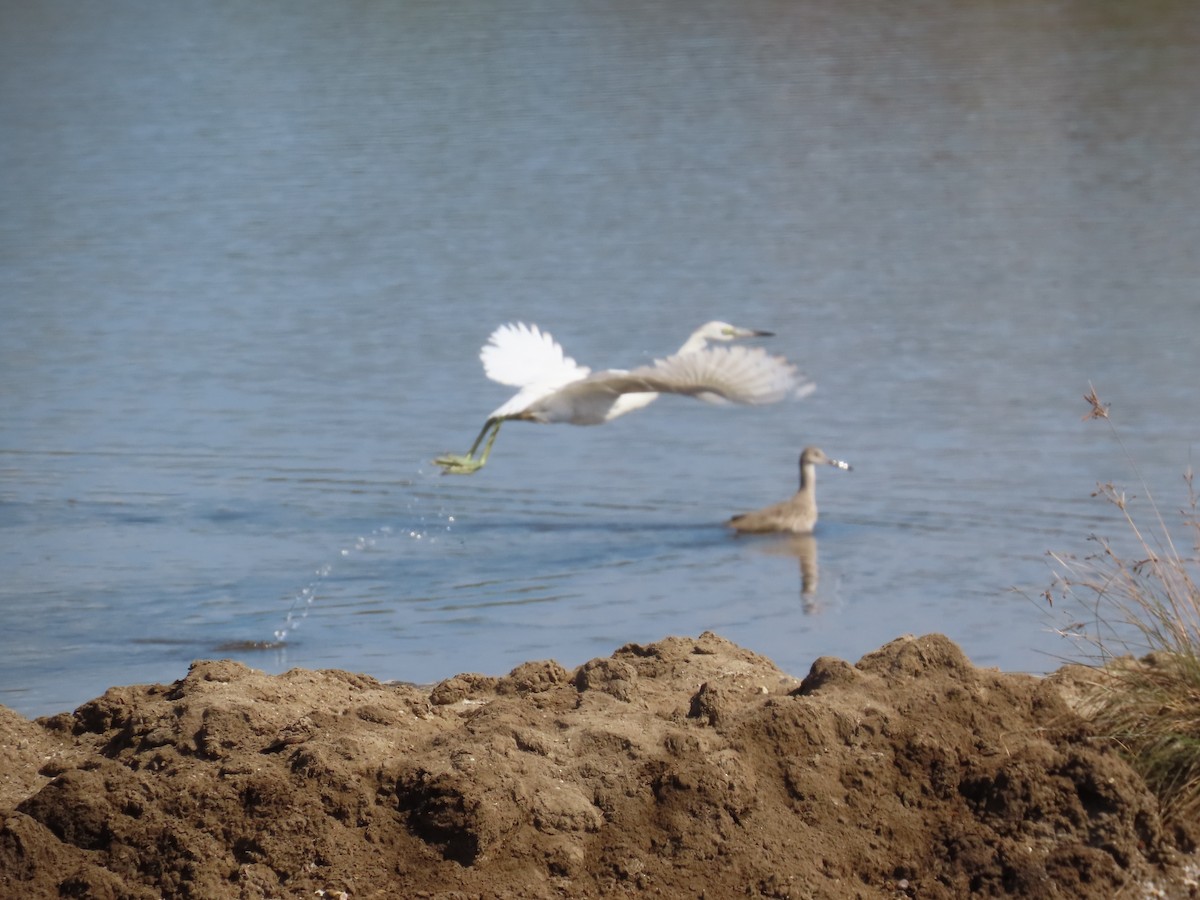 Little Blue Heron - ML614825627