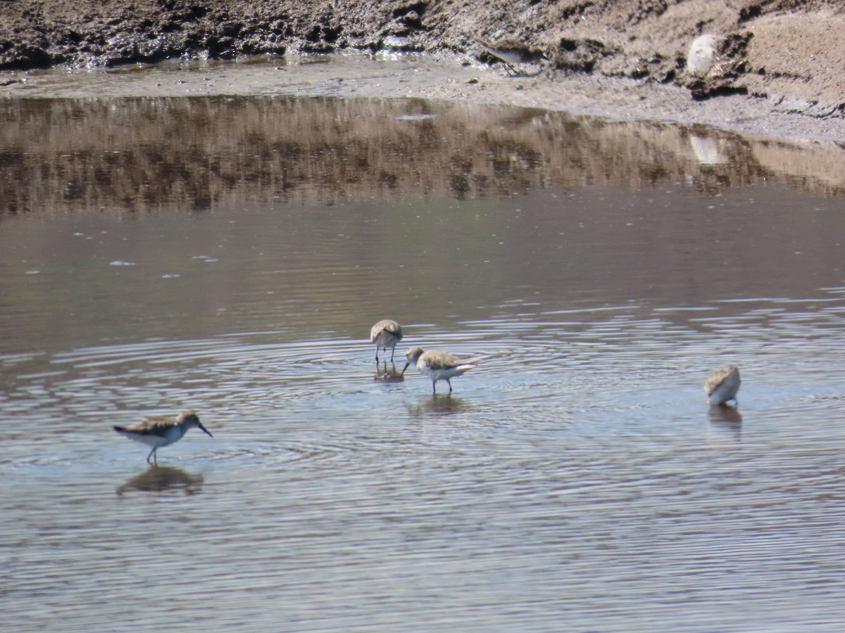 Western Sandpiper - ML614825649