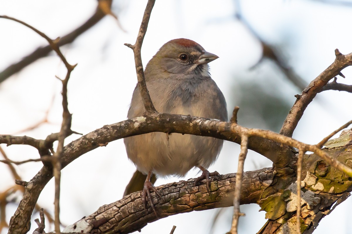 Green-tailed Towhee - Tara Randle