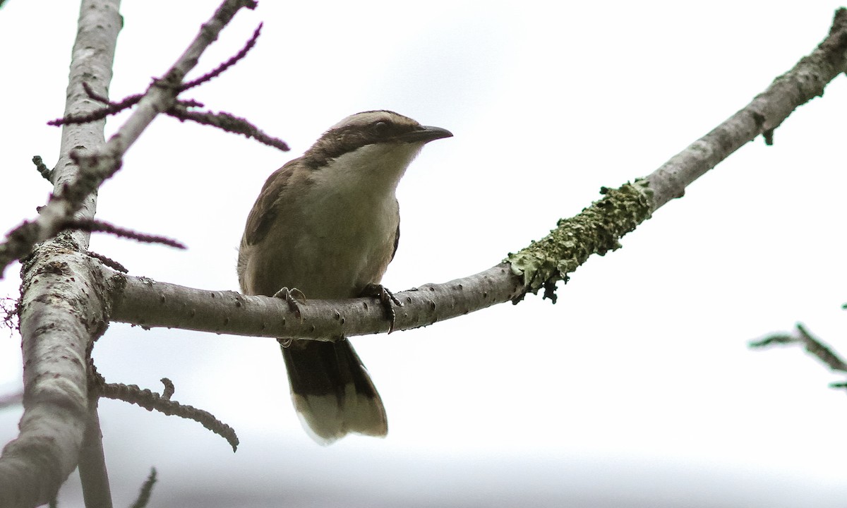 White-browed Babbler - ML614825692