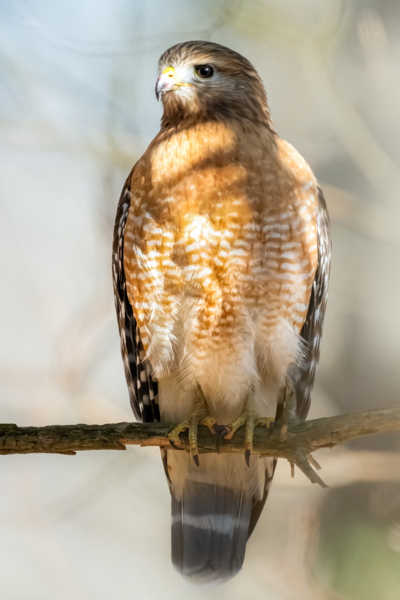 Red-shouldered Hawk - ML614825694