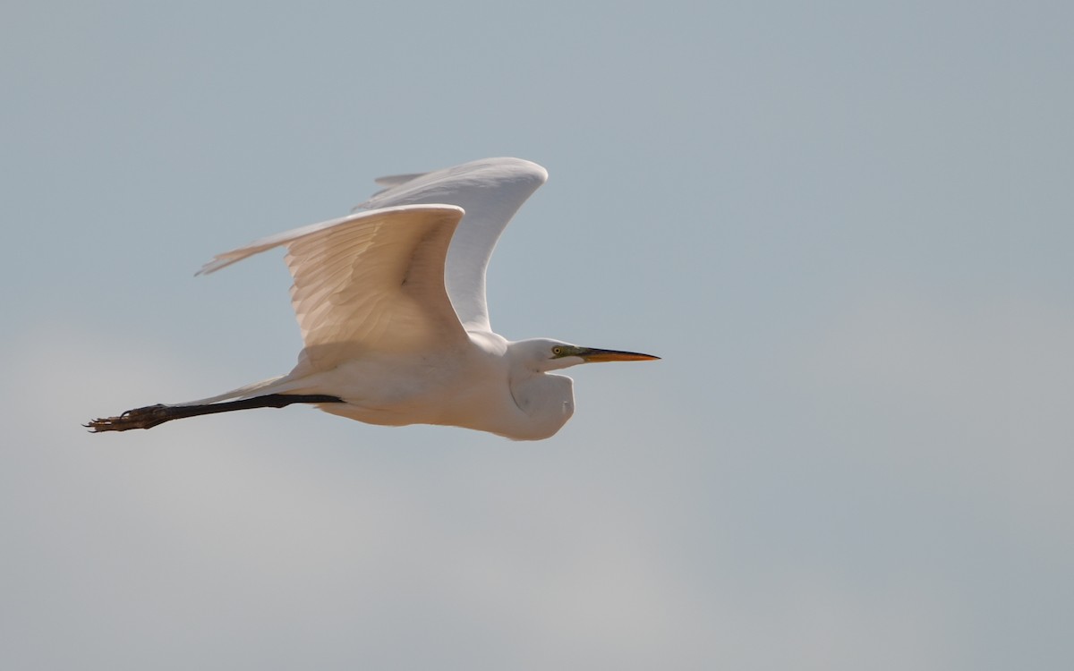 Great Blue Heron (Great White) - ML614825731