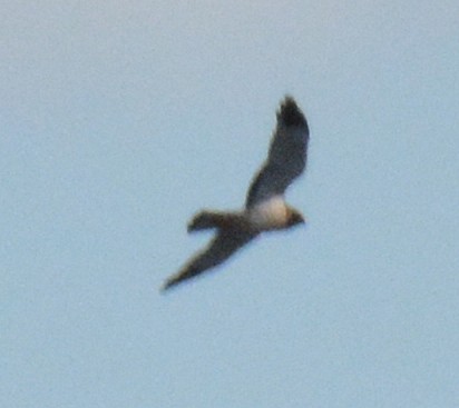 Northern Harrier - ML614825769