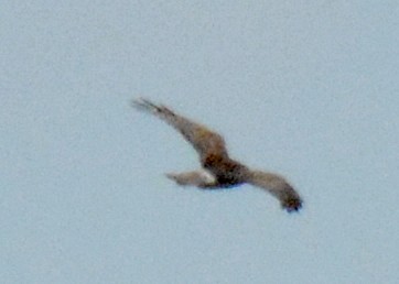 Northern Harrier - ML614825770