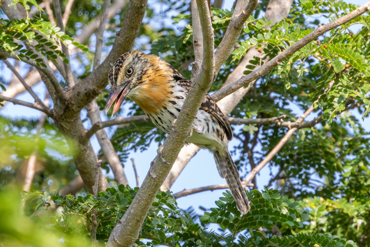 Kaatinga Pufkuşu (striatipectus) - ML614825797