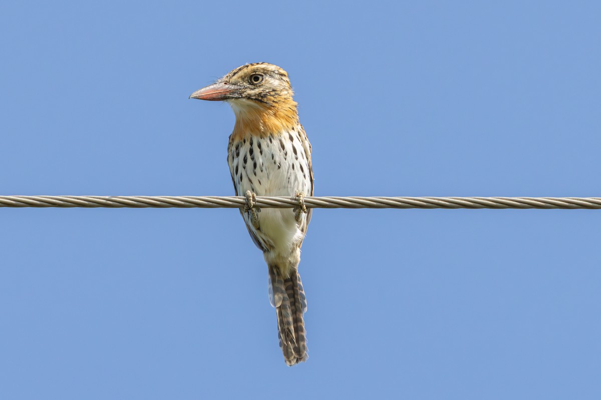 Spot-backed Puffbird (Chaco) - Gustavo Dallaqua