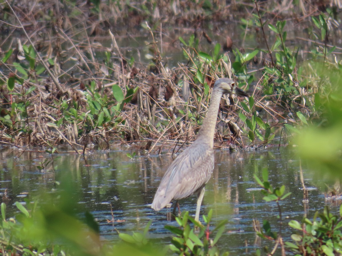 Yellow-crowned Night Heron - ML614825801