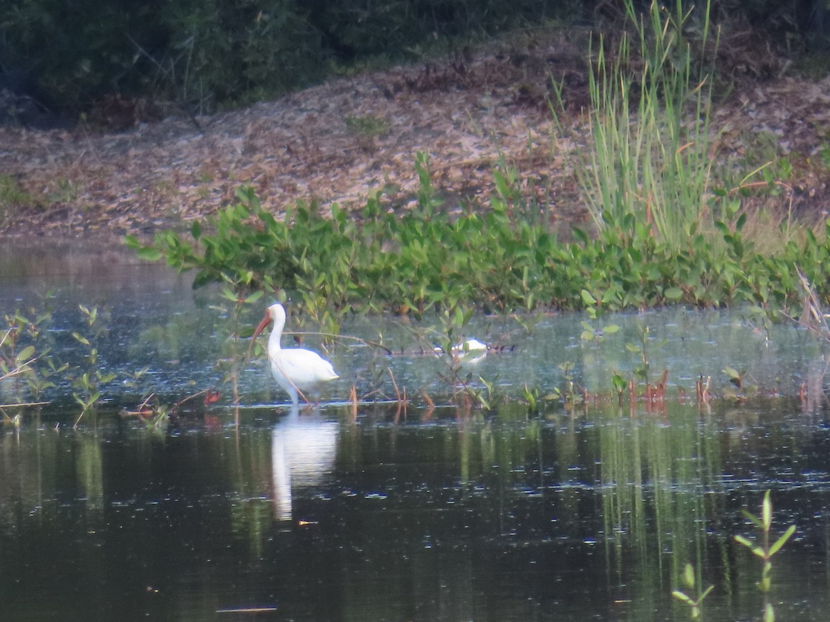 White Ibis - Mario Reyes Jr