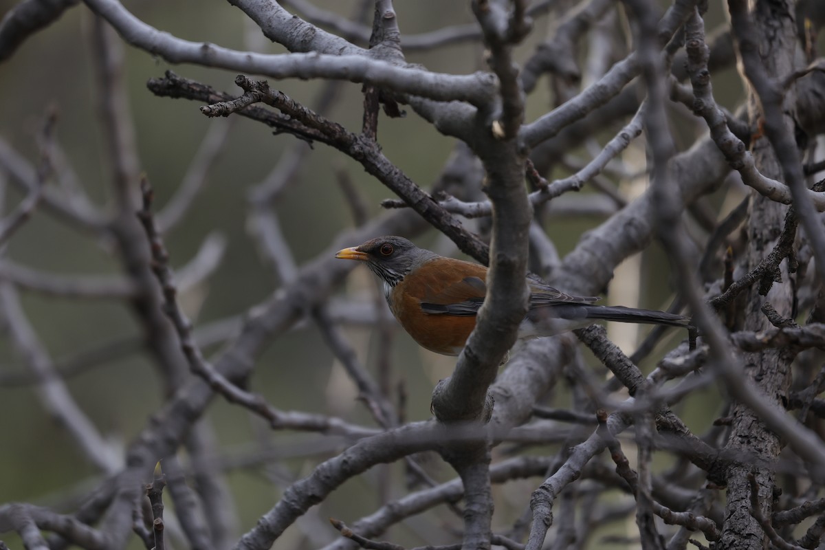 Merle à dos roux (rufopalliatus) - ML614825814