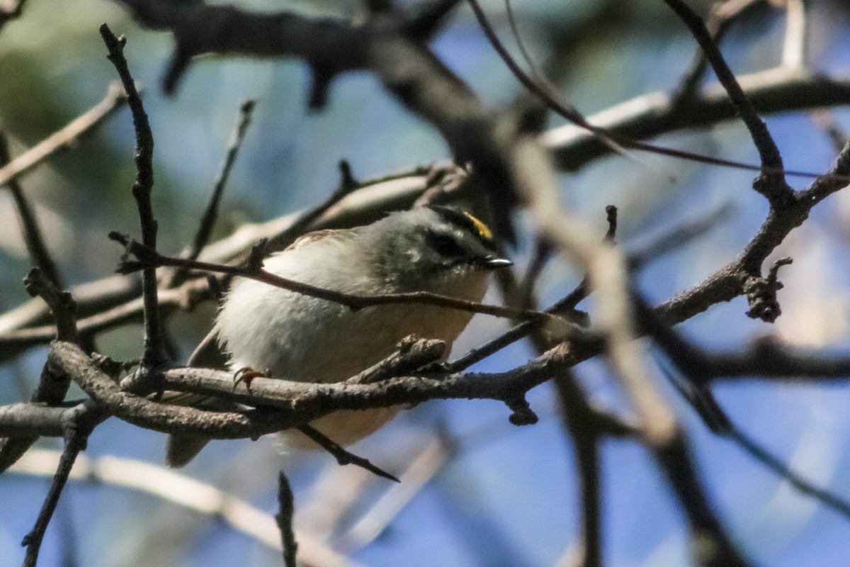 Roitelet à couronne dorée - ML614825818