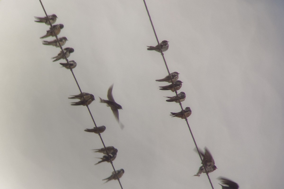 Barn Swallow - Murray Berner