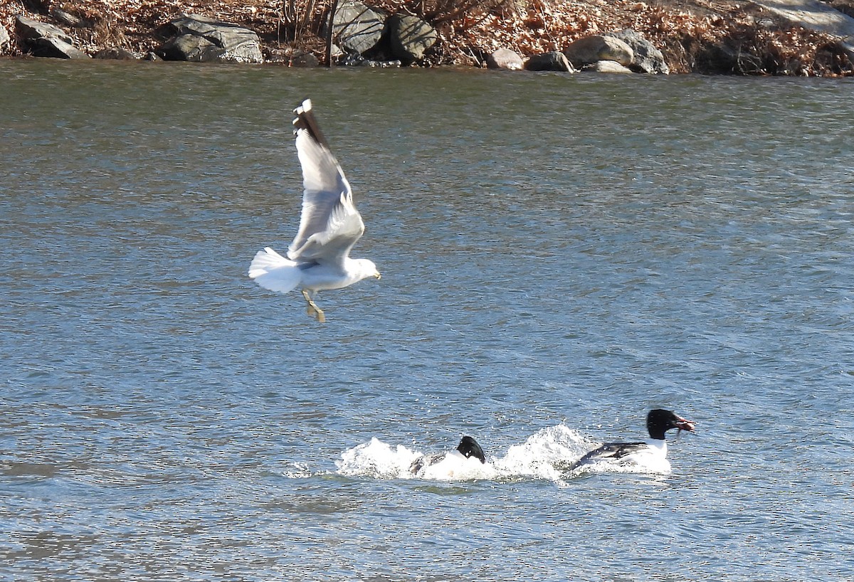 goéland ou mouette sp. - ML614825825