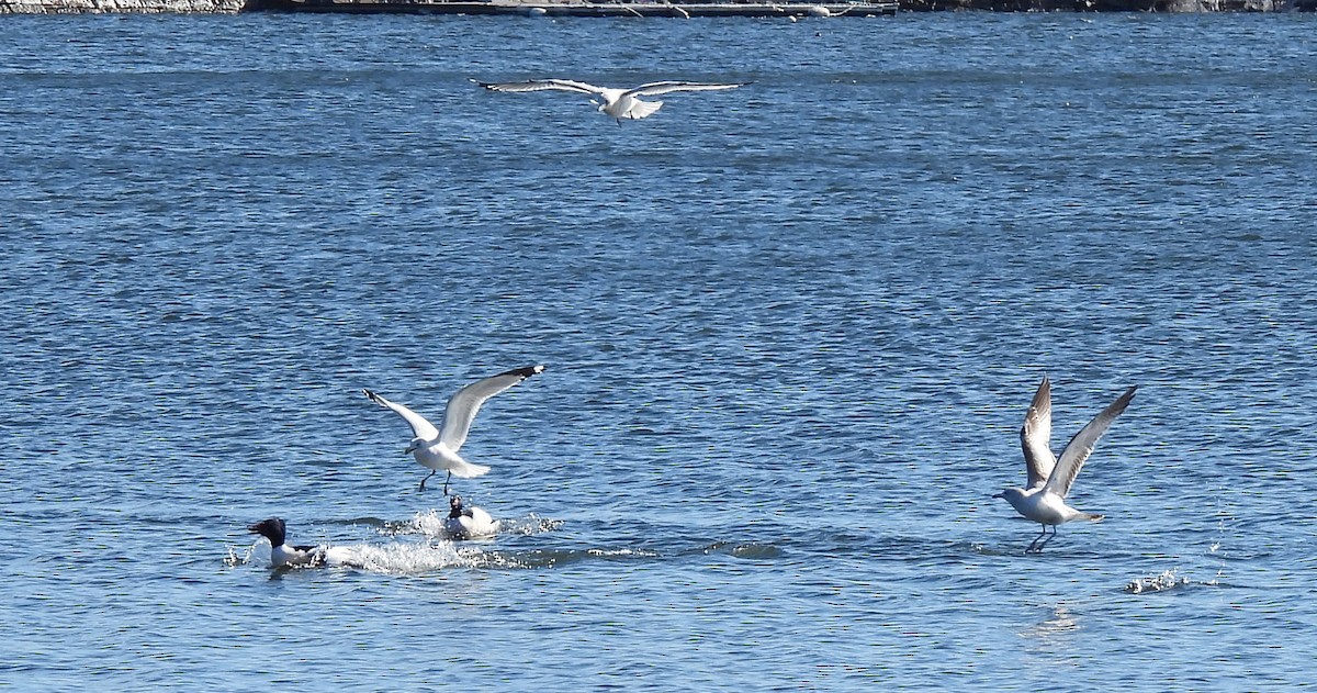 goéland ou mouette sp. - ML614825840