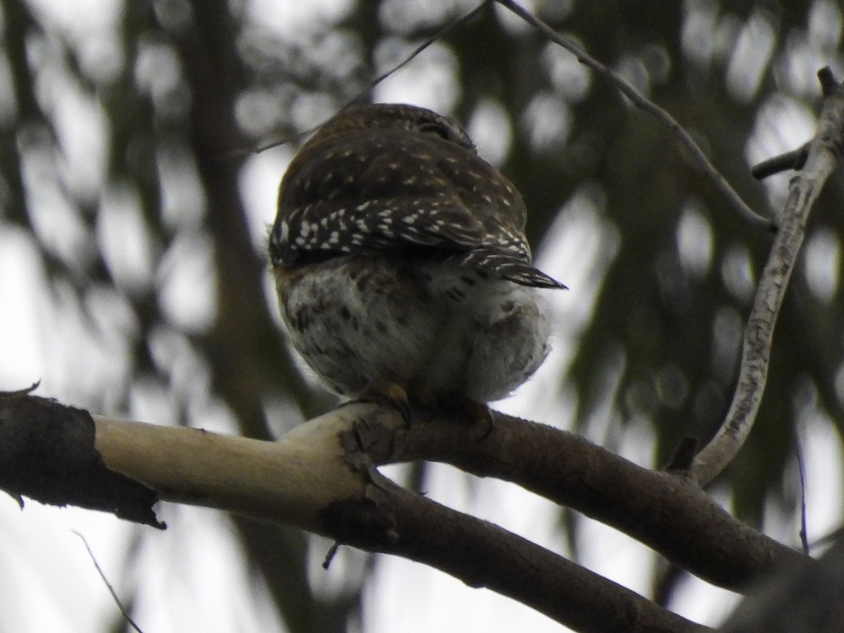 Cuban Pygmy-Owl - ML614825852