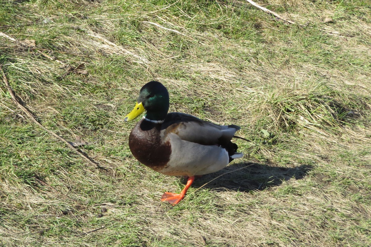 Canard colvert - ML614825868