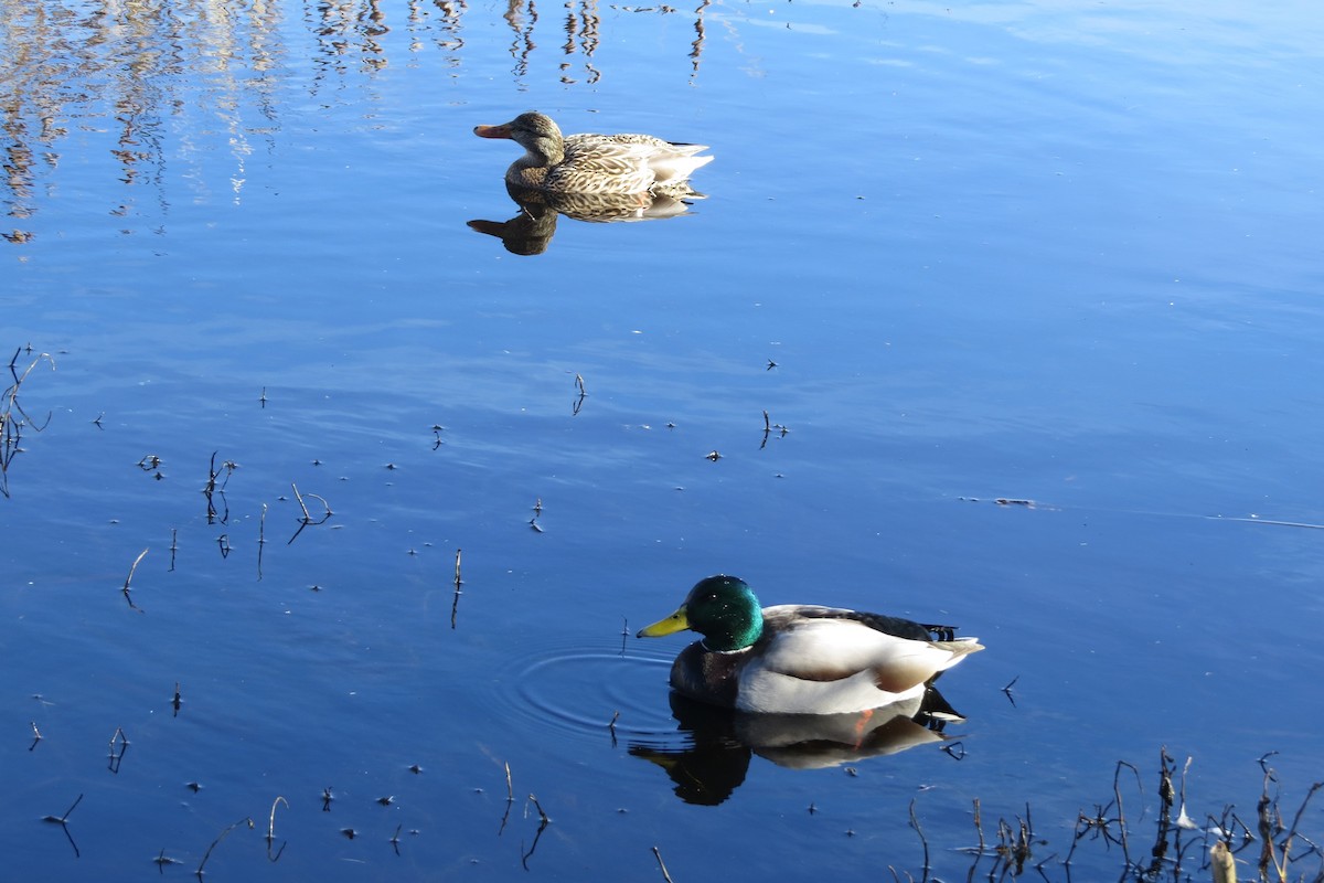 Canard colvert - ML614825869