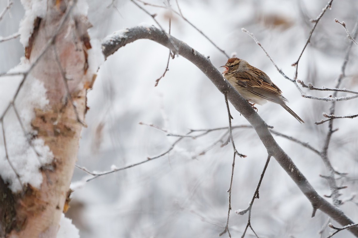 Chipping Sparrow - ML614825895