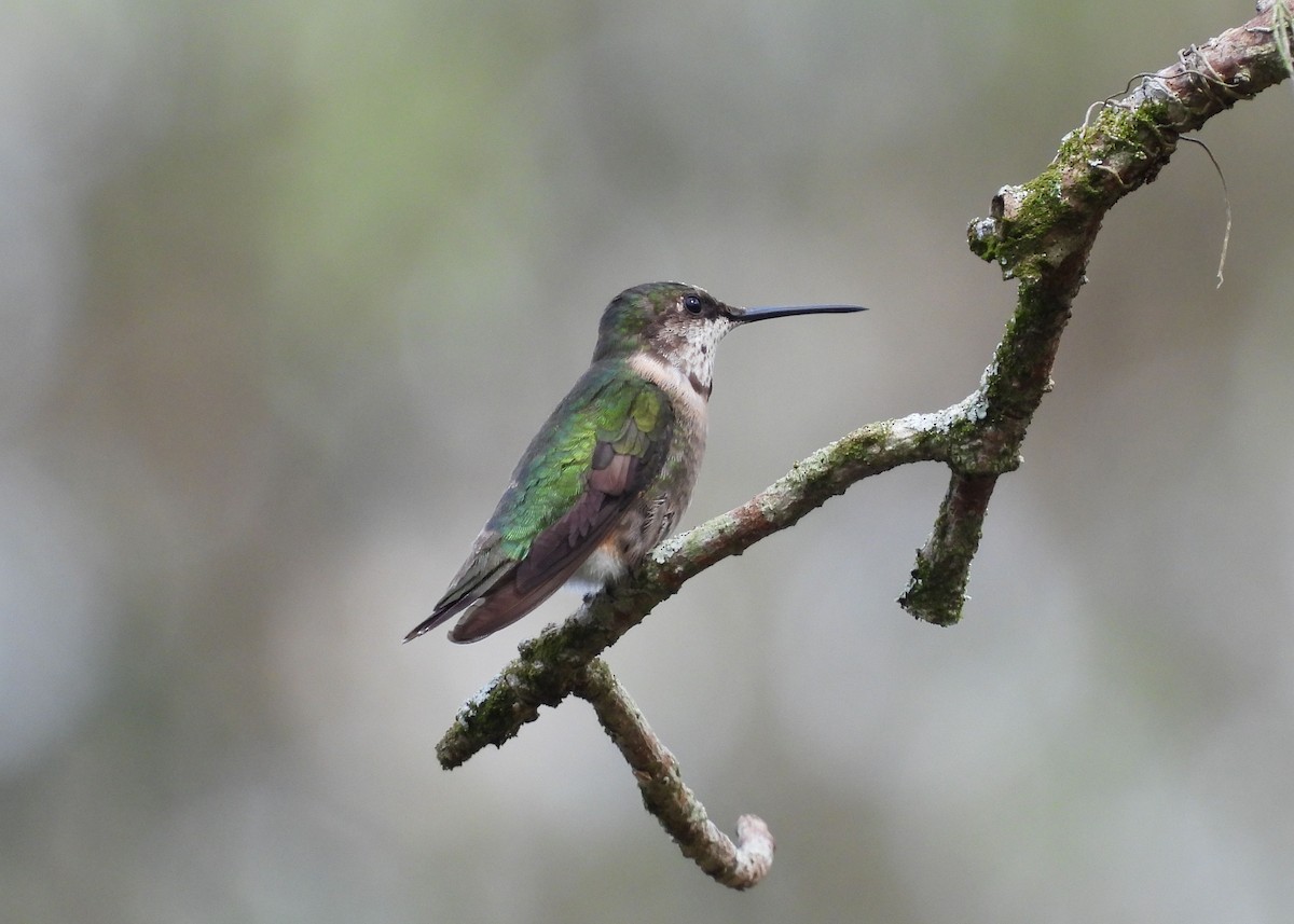 Ruby-throated Hummingbird - ML614825903