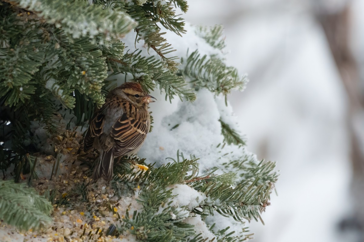 Chipping Sparrow - ML614825918