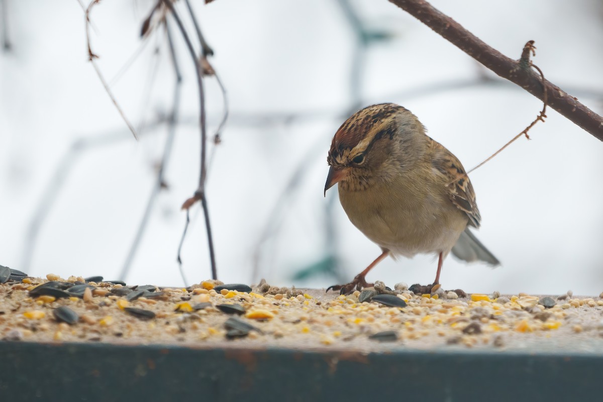 Chipping Sparrow - ML614825923