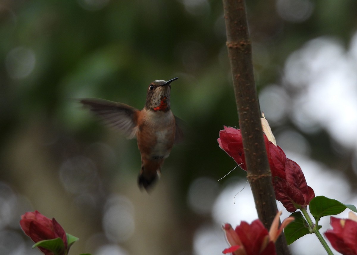 Rufous Hummingbird - ML614825928