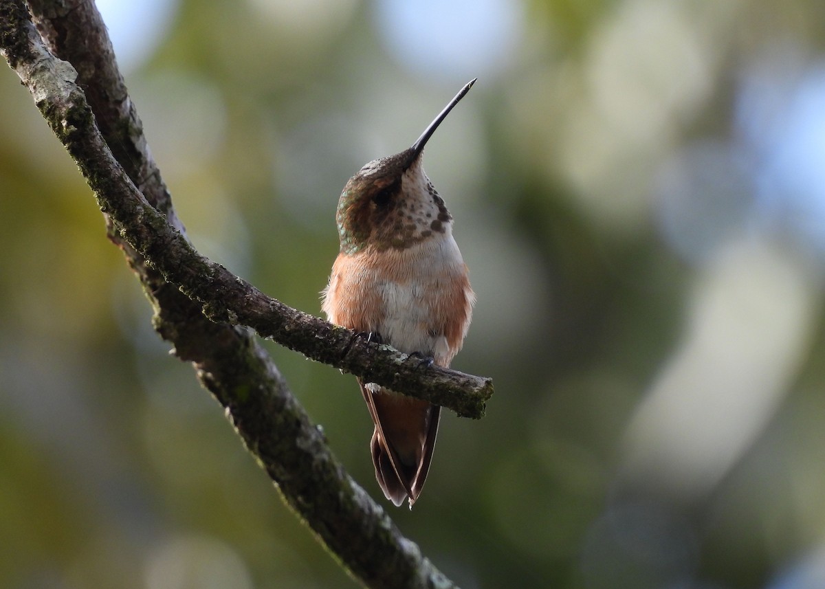 Rufous Hummingbird - ML614825930