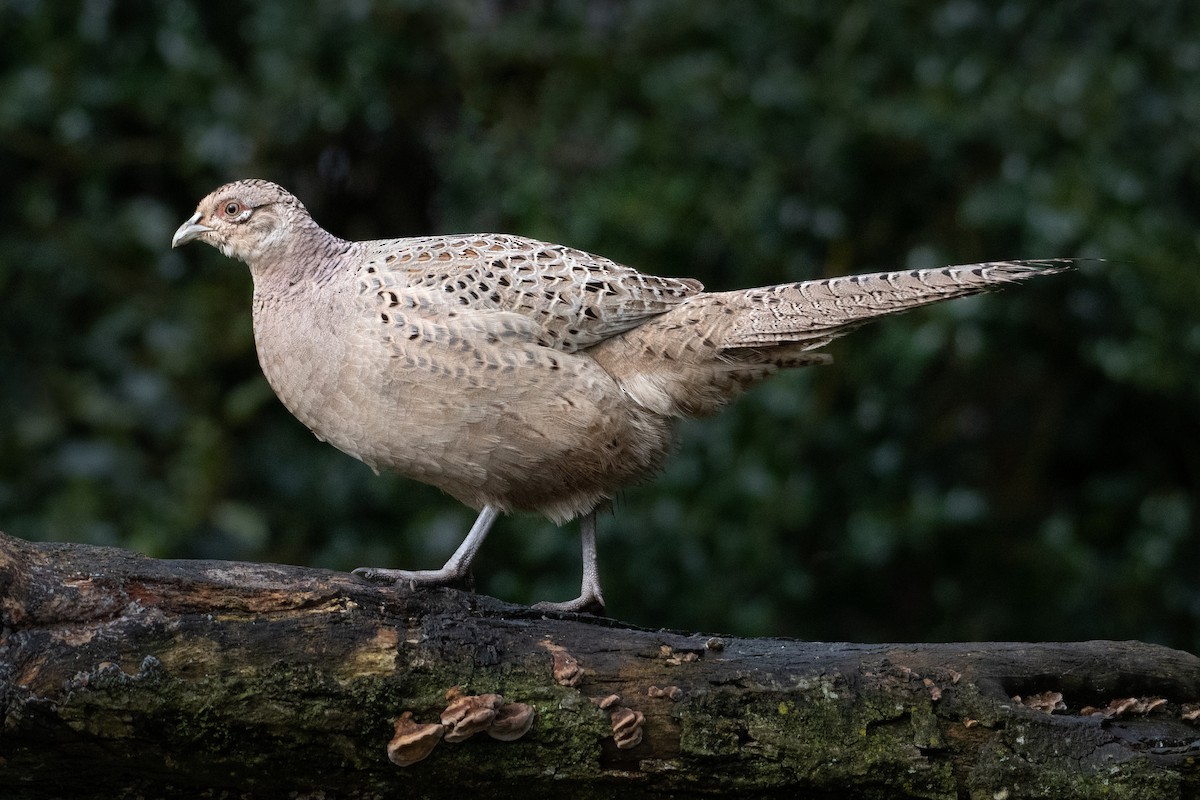 Ring-necked Pheasant - ML614825945
