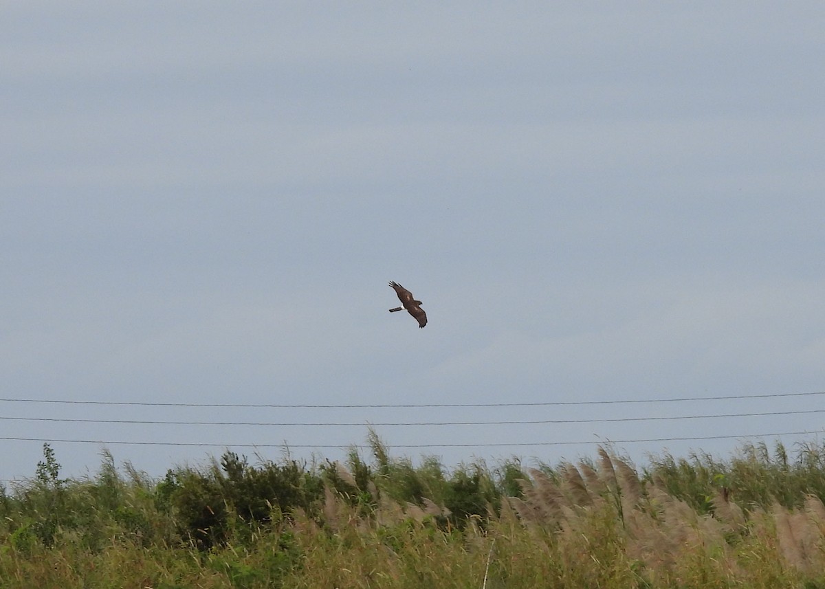 Northern Harrier - ML614825946