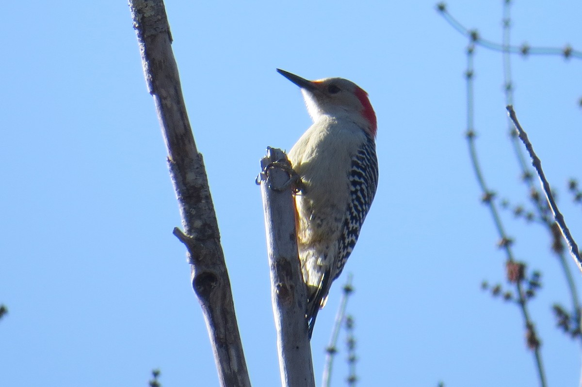 Red-bellied Woodpecker - ML614825965