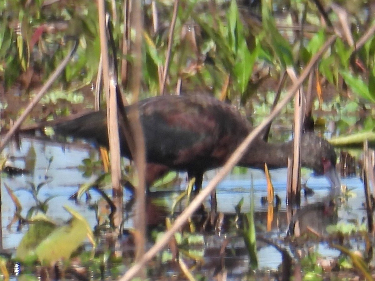 White-faced Ibis - ML614825974