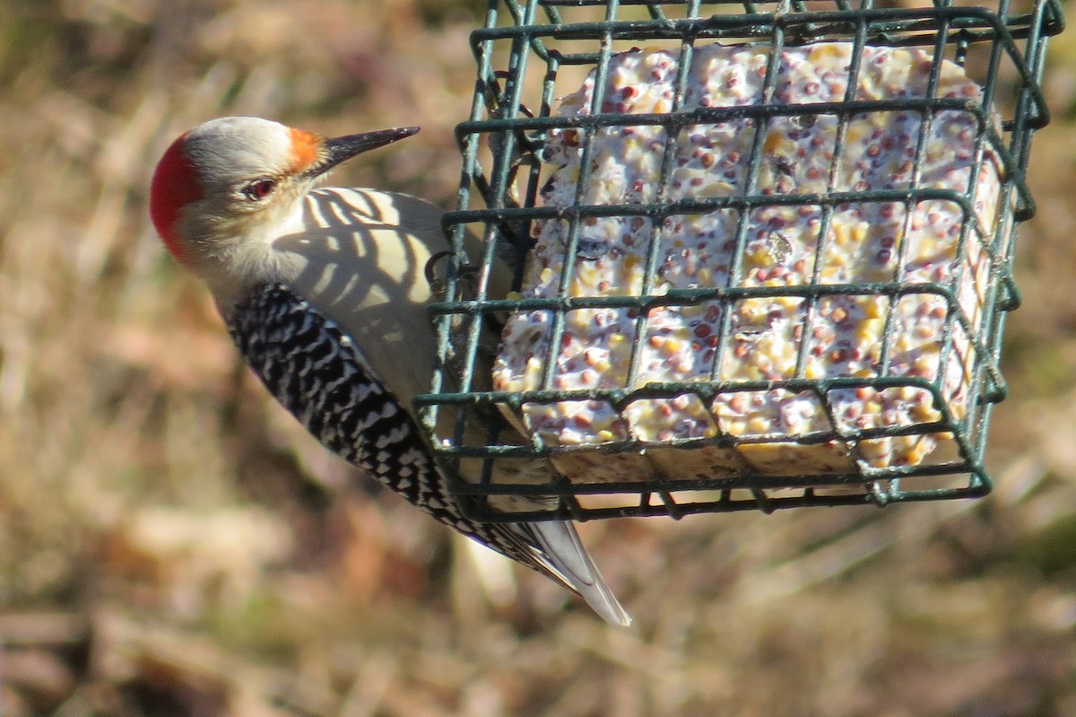 Red-bellied Woodpecker - ML614825975