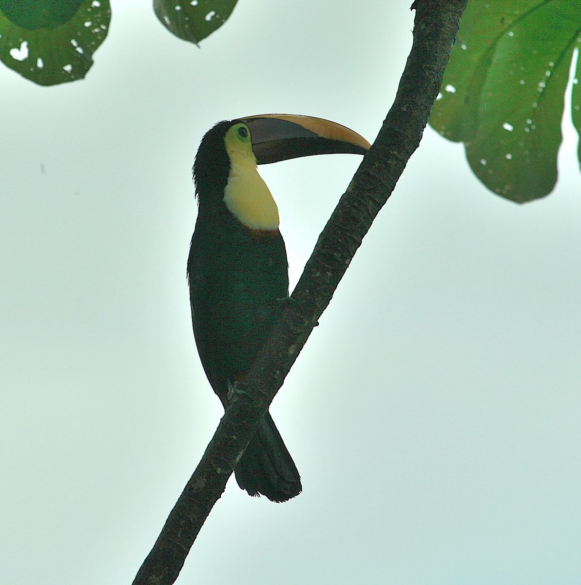 Tucán Pechigualdo - ML614825976