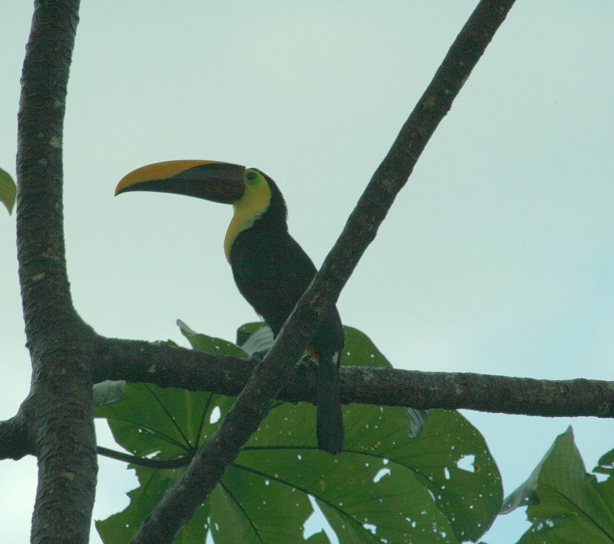 Yellow-throated Toucan - ML614825979